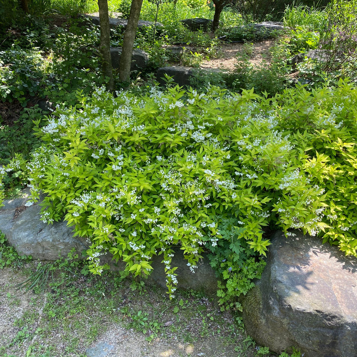 Chardonnay Pearls® Deutzia (Deutzia gracilis)