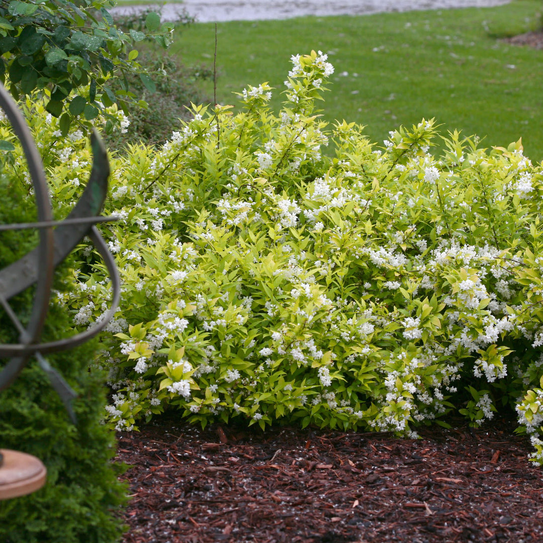 Chardonnay Pearls® Deutzia (Deutzia gracilis)