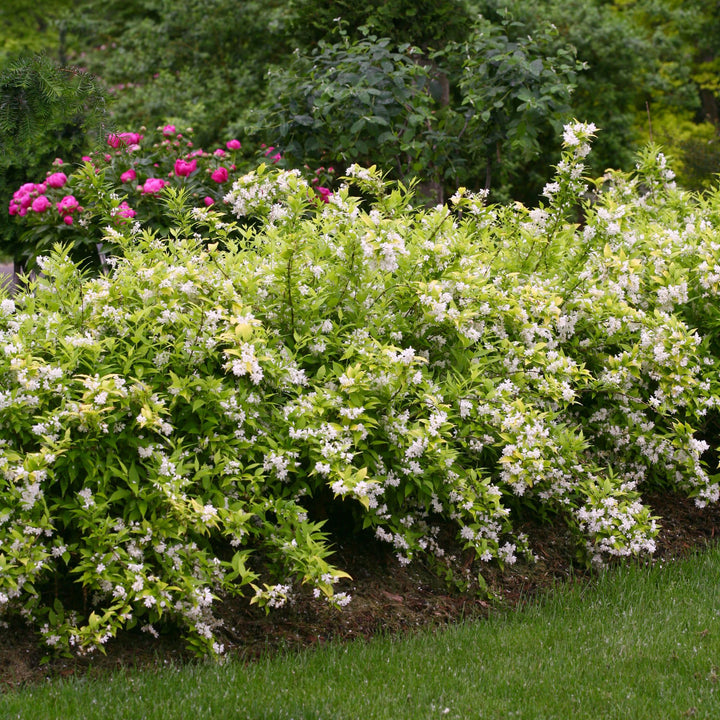 Chardonnay Pearls® Deutzia (Deutzia gracilis)