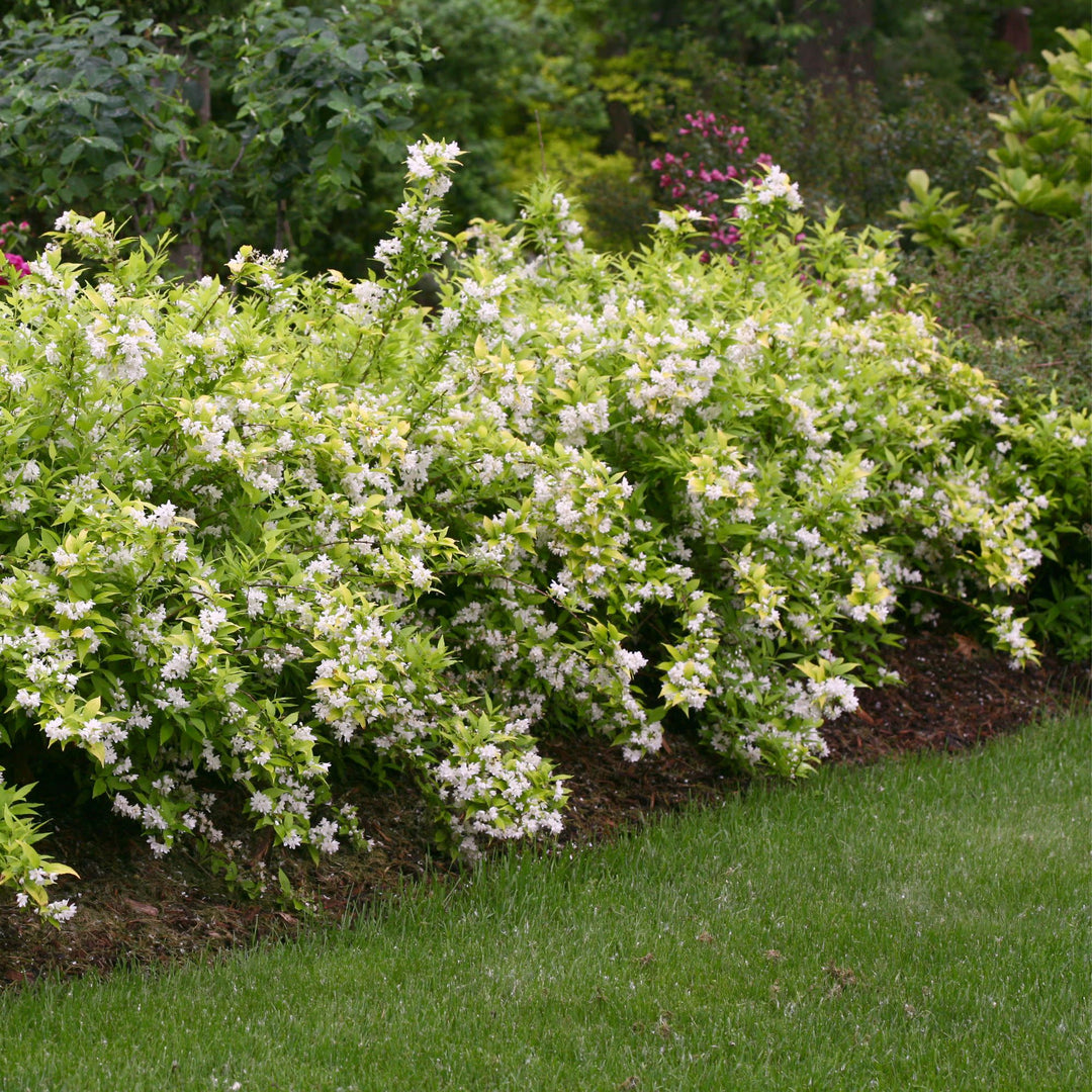 Chardonnay Pearls® Deutzia (Deutzia gracilis)