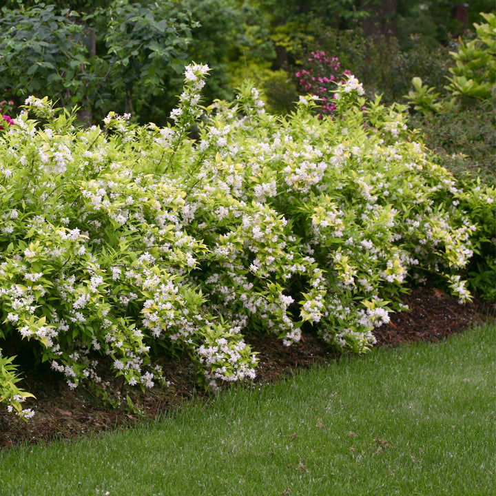 Chardonnay Pearls® Deutzia (Deutzia gracilis)