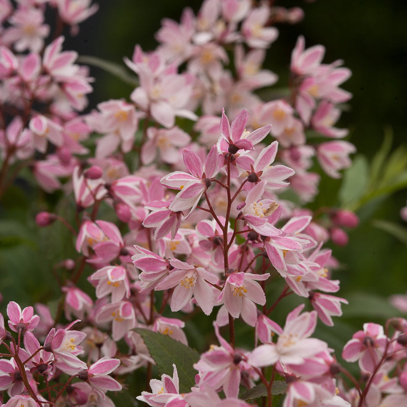 Yuki Cherry Blossom Deutzia up close.