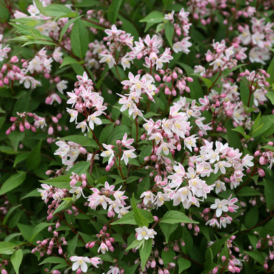 Yuki Cherry Blossom Yuki Cherry Blossom Deutzia up close.