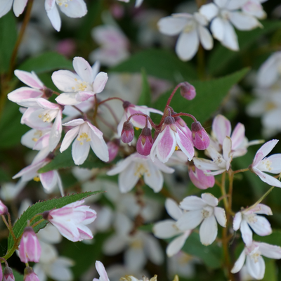 Yuki Cherry Blossom Yuki Cherry Blossom Deutzia up close.