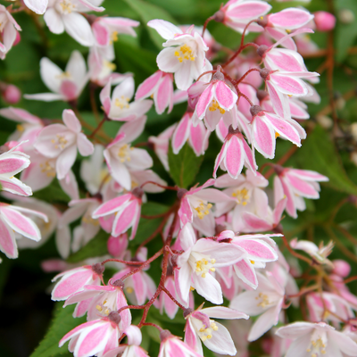 Yuki Cherry Blossom Yuki Cherry Blossom Deutzia up close.