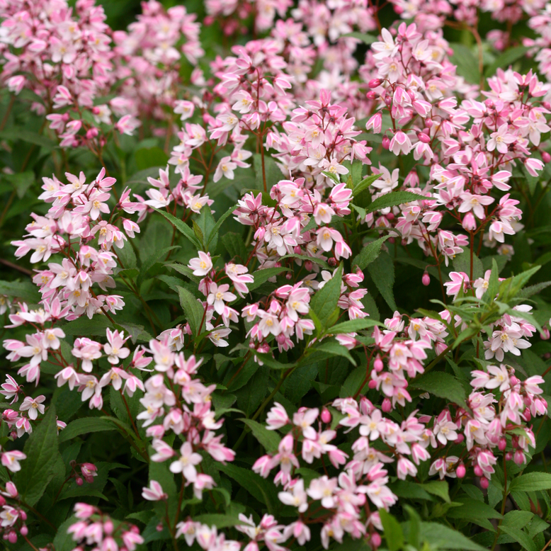 Yuki Cherry Blossom Yuki Cherry Blossom Deutzia up close.