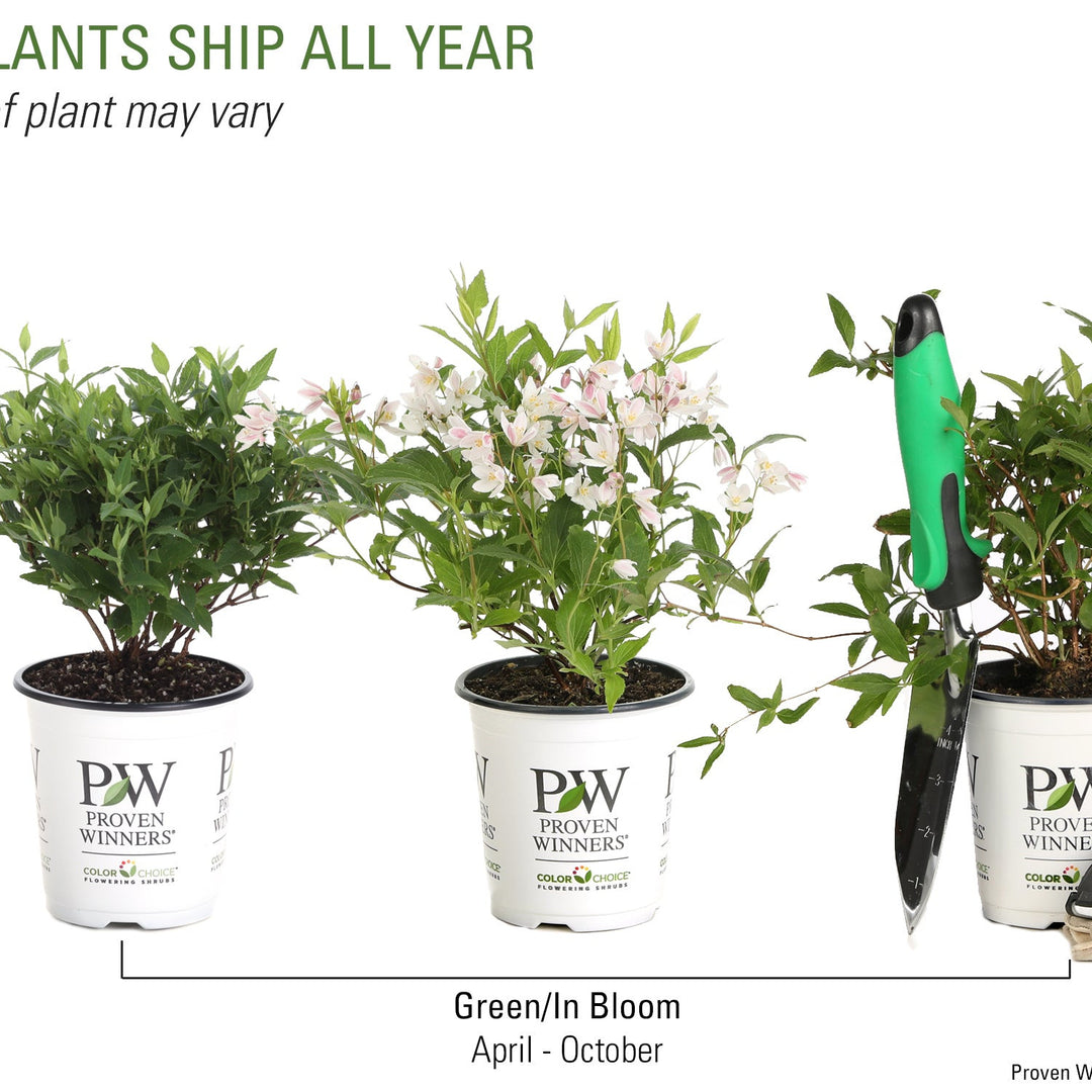 チェリーブラッサム徳用 Deutzia | Yuki Cherry Blossom® | Proven Winners® Shrubs – Proven