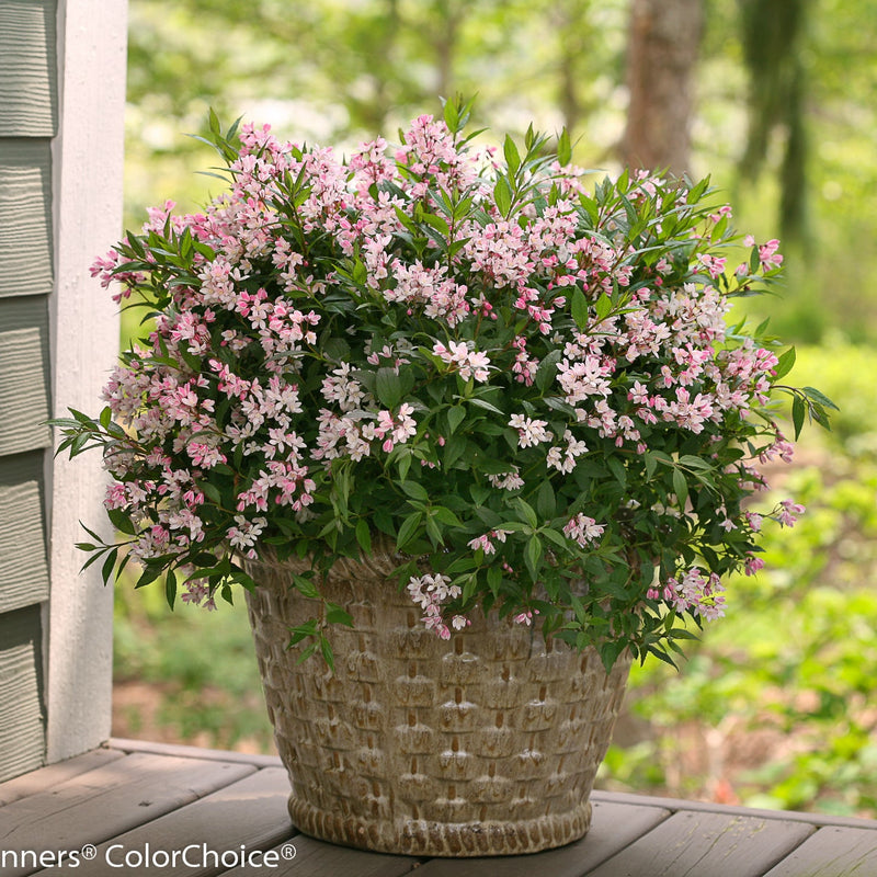 Yuki Cherry Blossom Deutzia in use.