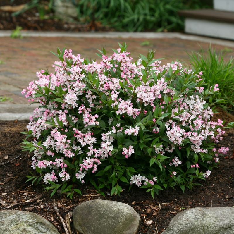 Yuki Cherry Blossom Yuki Cherry Blossom Deutzia in use.