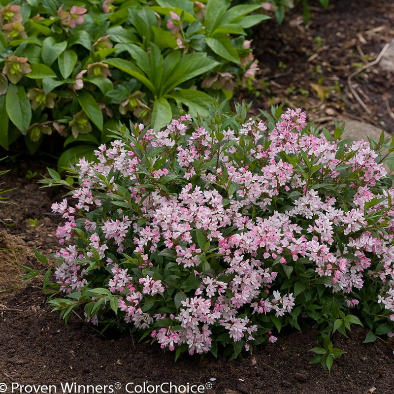 Yuki Cherry Blossom Deutzia in use.