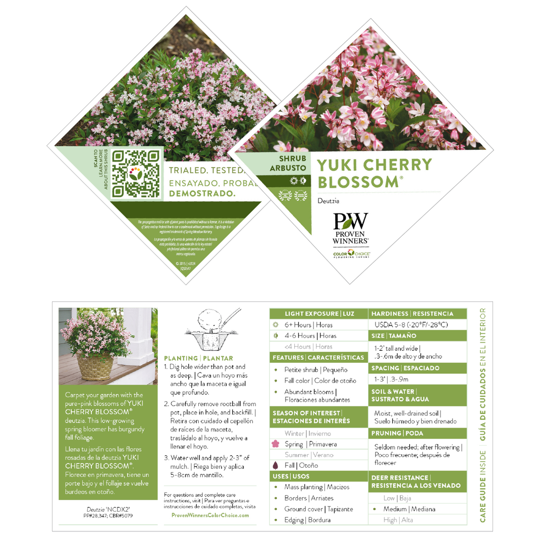 Deutzia | Yuki Cherry Blossom® | Proven Winners® Shrubs – Proven
