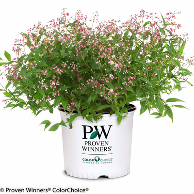 Yuki Cherry Blossom® Deutzia (Deutzia x)