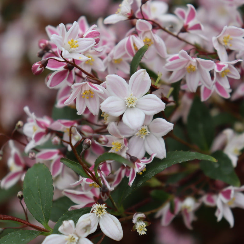 Yuki Kabuki Deutzia up close.