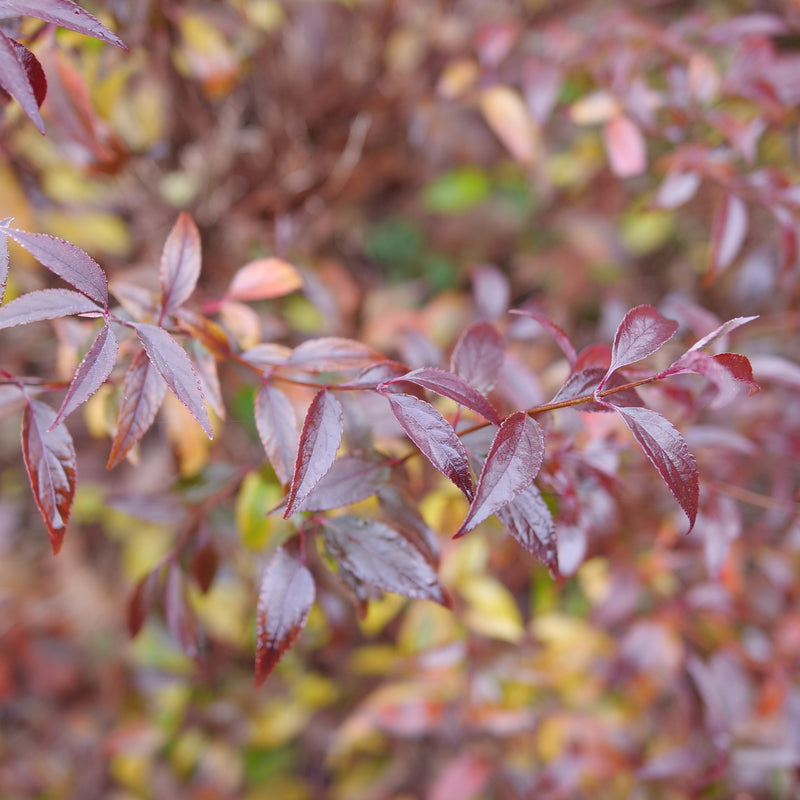 Yuki Kabuki Deutzia up close.