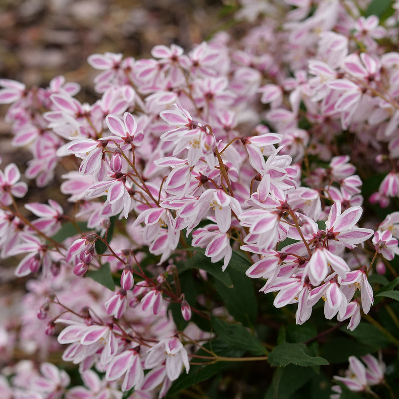 Yuki Kabuki Deutzia up close.