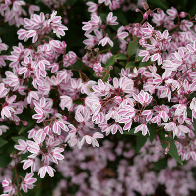 Yuki Kabuki Deutzia up close.