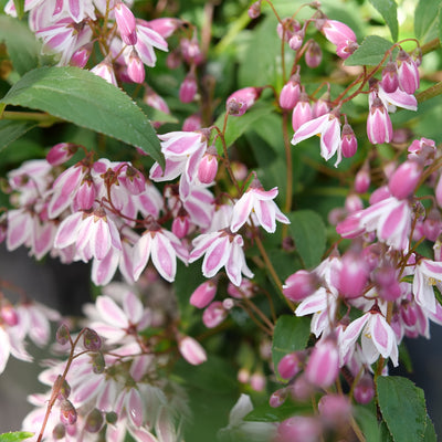 Yuki Kabuki Deutzia up close.