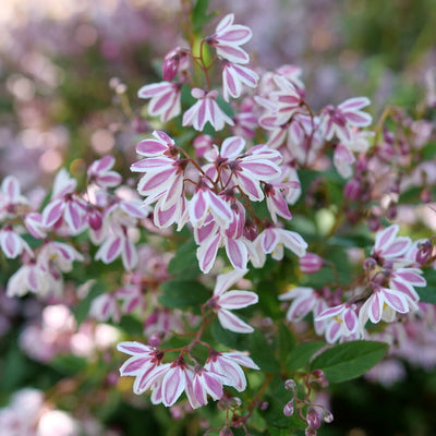 Yuki Kabuki Yuki Kabuki Deutzia up close.