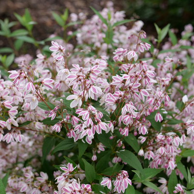 Yuki Kabuki Yuki Kabuki Deutzia in focus.