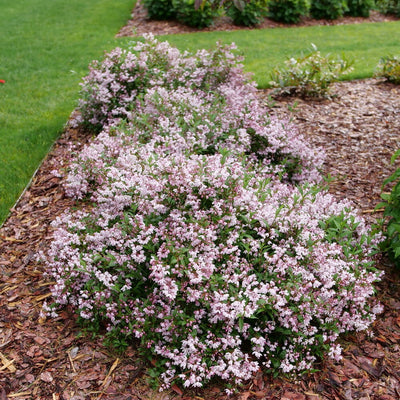 Yuki Kabuki Yuki Kabuki Deutzia in focus.