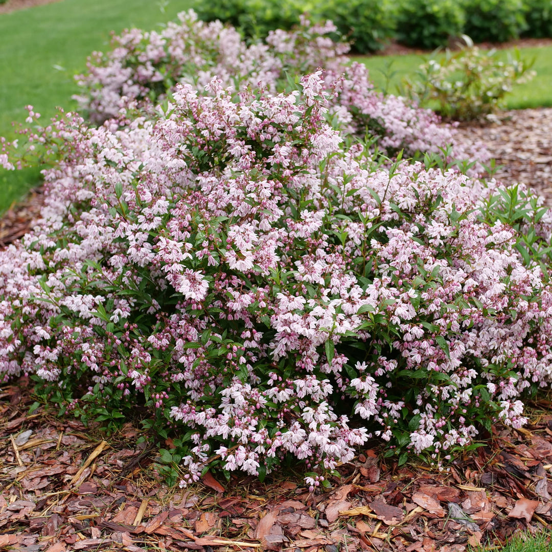 Yuki Kabuki Deutzia in focus.