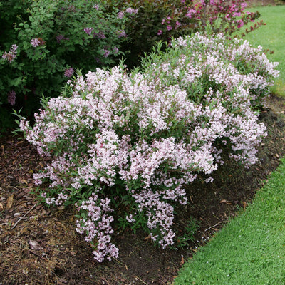 Yuki Kabuki Deutzia in use.