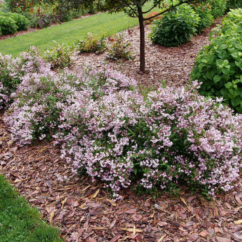 Yuki Kabuki Deutzia in use.