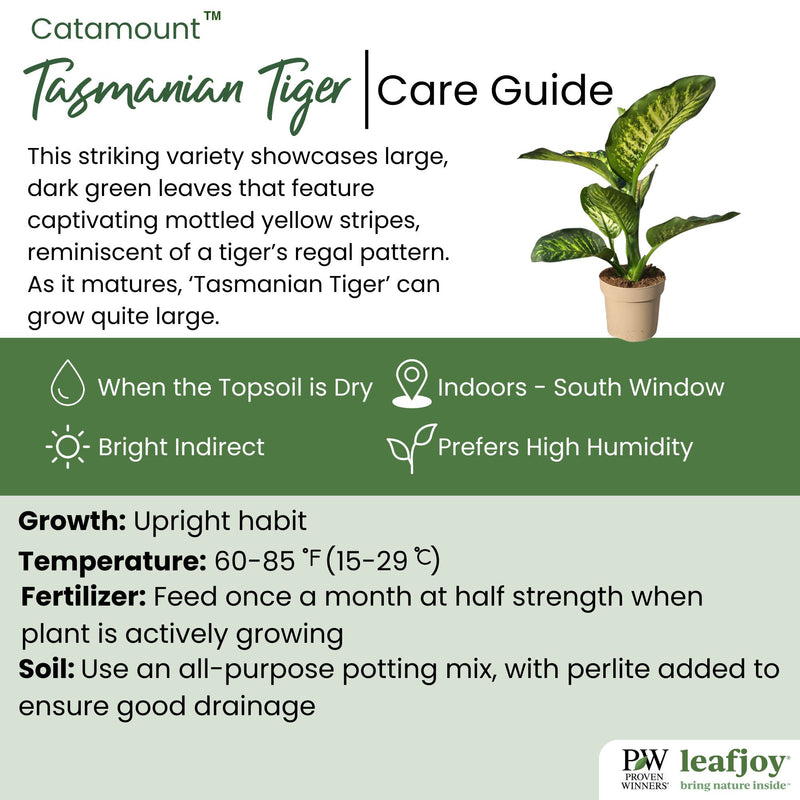 leafjoy Catamount Tasmanian Tiger Dumb Cane detailed care information.