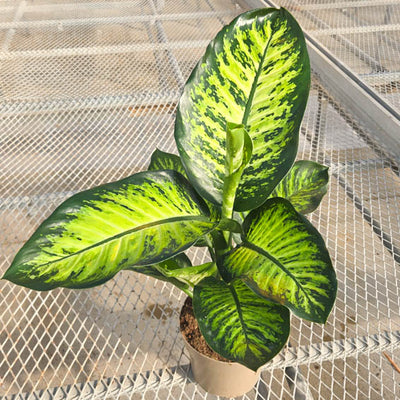 Catamount Tasmanian Tiger Dumb Cane in pot in greenhouse.