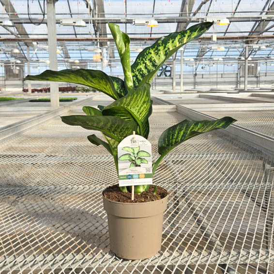 Catamount Tasmanian Tiger Dumb Cane in pot in greenhouse.