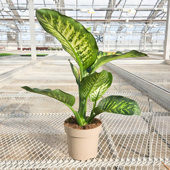 Catamount Tasmanian Tiger Dumb Cane in pot in greenhouse.