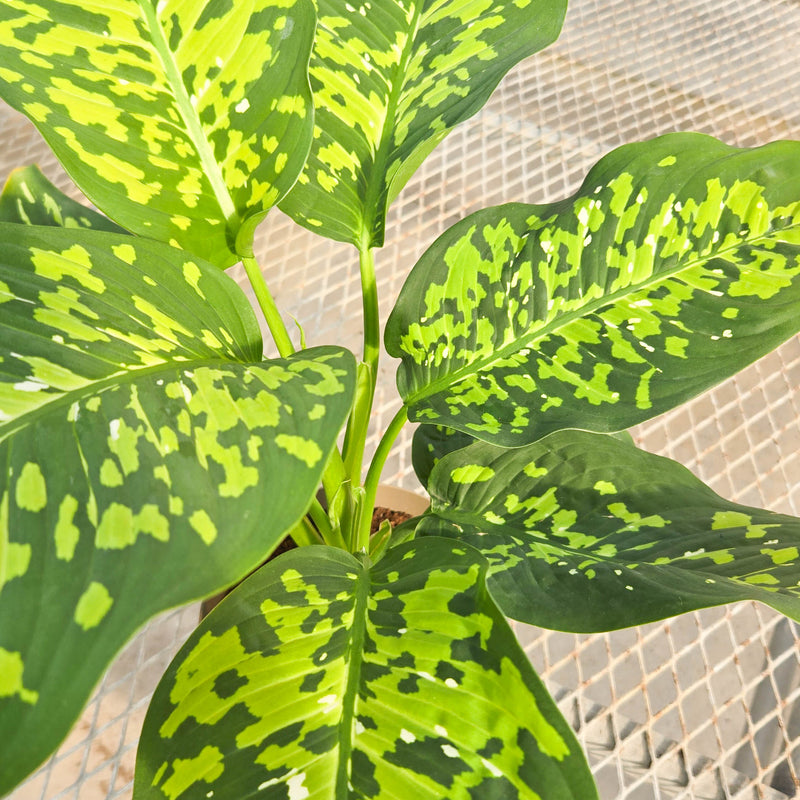 leafjoy Catamount Ocelot Catamount Ocelot Dumb Cane up close.