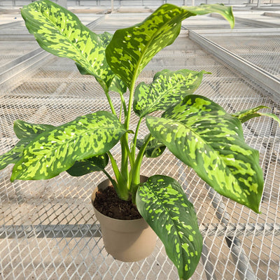 leafjoy Catamount Ocelot Catamount Ocelot Dumb Cane in focus.