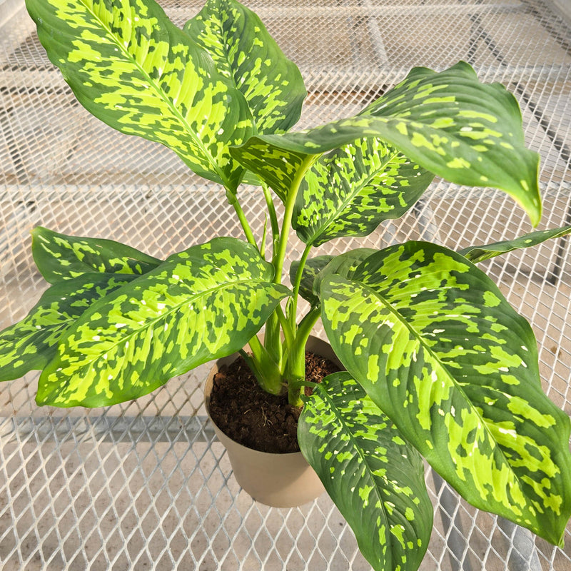 leafjoy Catamount Ocelot Catamount Ocelot Dumb Cane in focus.