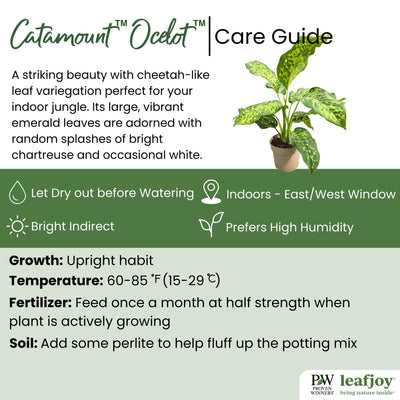 leafjoy® Catamount™ Ocelot™ Dumb Cane (Dieffenbachia hybrid)