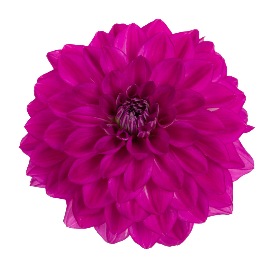 Limited Edition Royale™ | Proven Selections® Dalina® Grande Cadena Dahlia