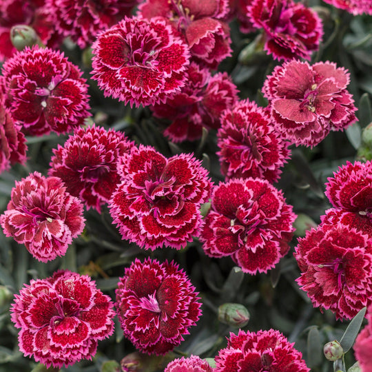 Fruit Punch® 'Black Cherry Frost' Pinks (Dianthus hybrid)