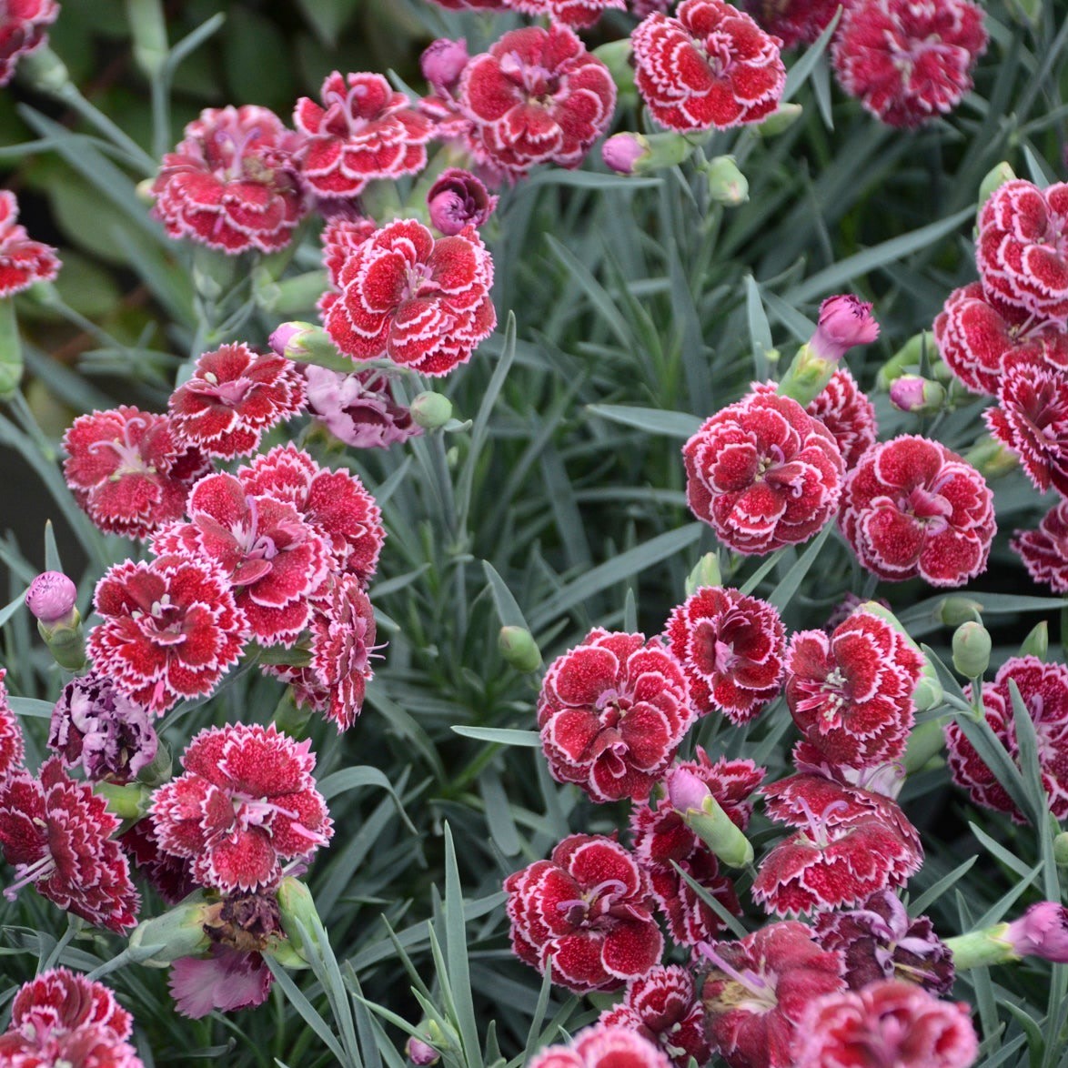 Pinks | Fruit Punch® 'Black Cherry Frost' | Proven Winners