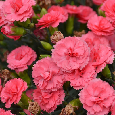 Fruit Punch® 'Classic Coral' Pinks (Dianthus hybrid)
