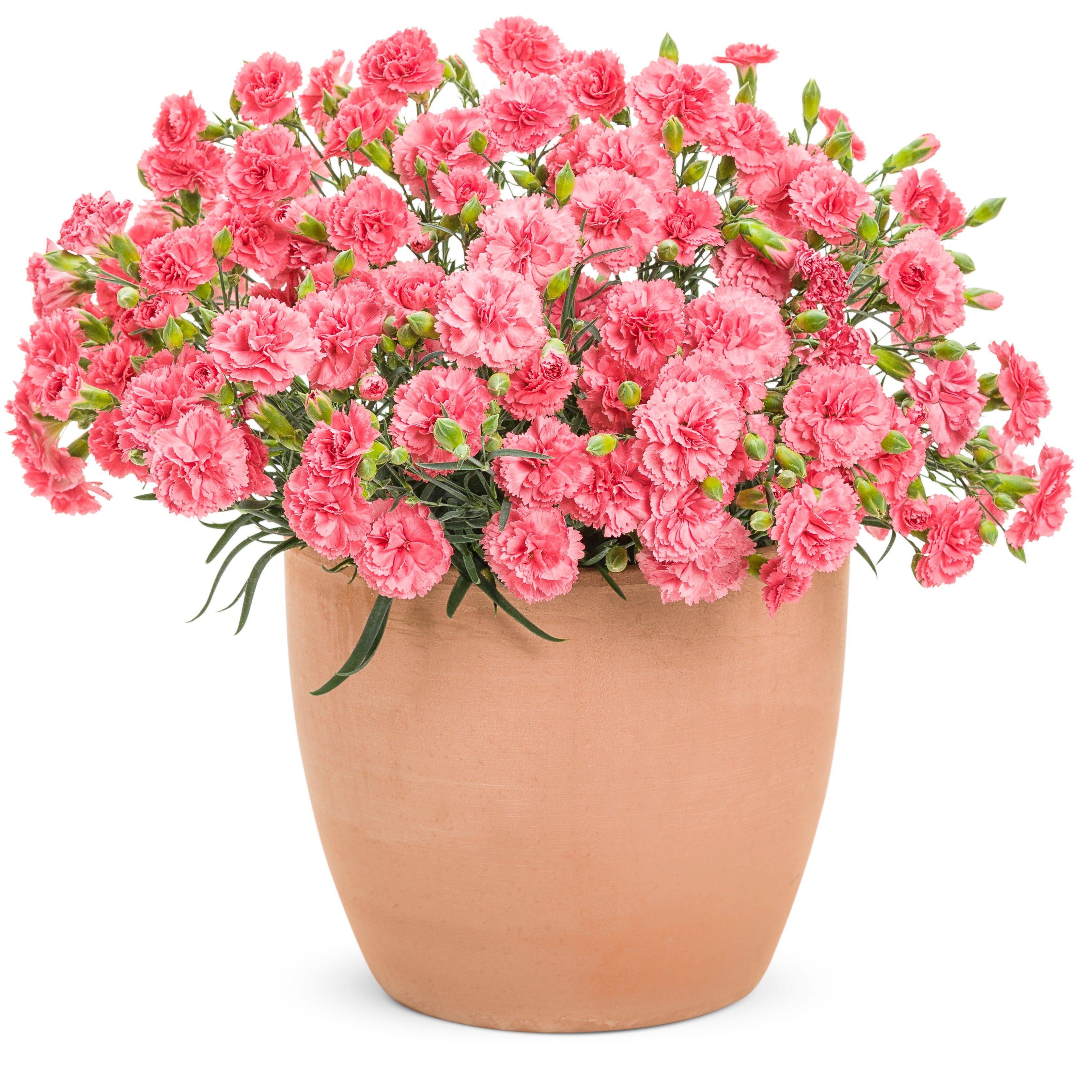 南仏プロバンスクロス「ポケールピンク」250✕150 Pinks | Fruit Punch® 'Classic Coral' | Proven Winners® Perennials