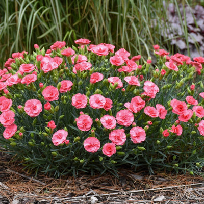 Fruit Punch® 'Classic Coral' Pinks (Dianthus hybrid)