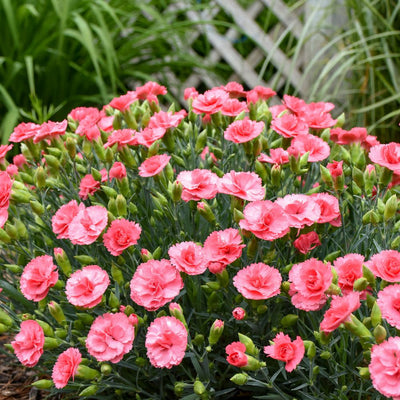 Fruit Punch® 'Classic Coral' Pinks (Dianthus hybrid)