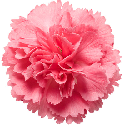 Fruit Punch® 'Classic Coral' Pinks (Dianthus hybrid)