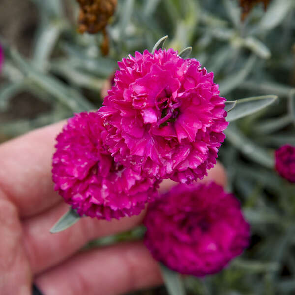 ポップンフラワーズ Pinks | Fruit Punch® 'Funky Fuchsia' | Proven Winners® Perennials