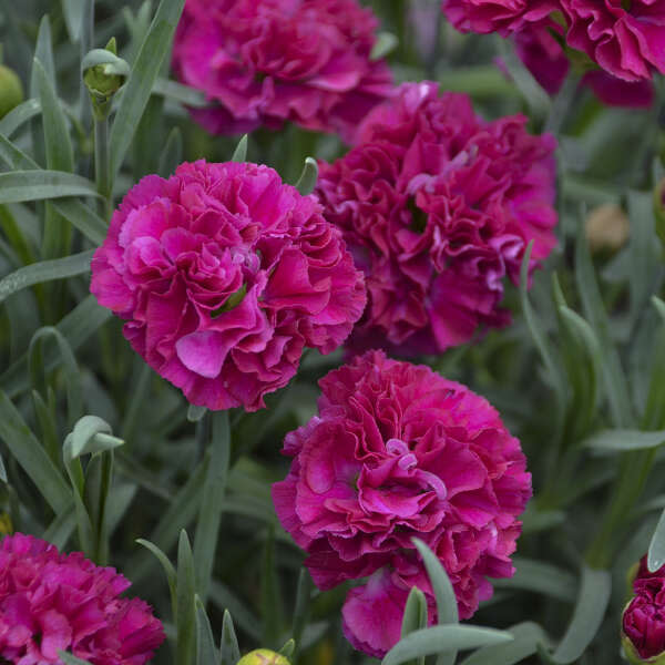Pinks | Fruit Punch® 'Funky Fuchsia' | Proven Winners® Perennials