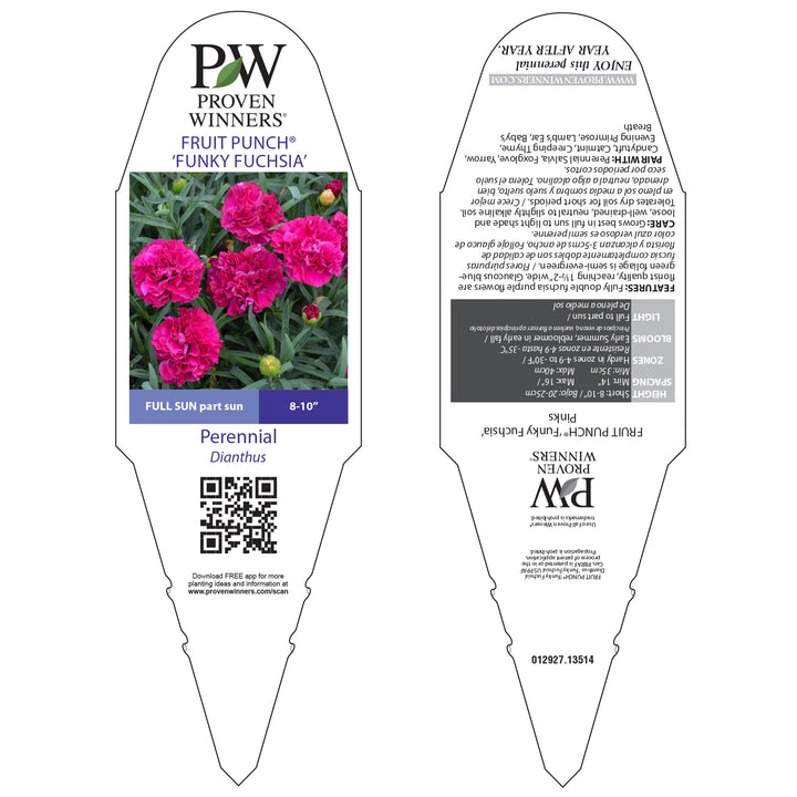 Pinks | Fruit Punch® 'Funky Fuchsia' | Proven Winners® Perennials