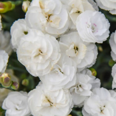 Fruit Punch® 'Whipped Cream' Pinks (Dianthus hybrid) | Proven Winners® New Variety 2025