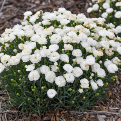 Fruit Punch® 'Whipped Cream' Pinks (Dianthus hybrid) | Proven Winners® New Variety 2025