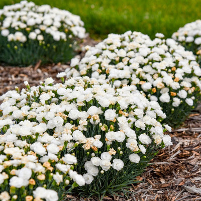 Fruit Punch® 'Whipped Cream' Pinks (Dianthus hybrid) | Proven Winners® New Variety 2025