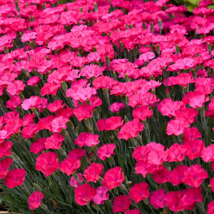 Pinks | 'Paint the Town Magenta' | Proven Winners® Perennials